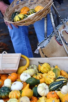 Femme choisissant des courges ornementales sur un march&eacute;