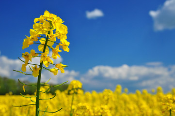 Canola rape agriculture flower - 109871622