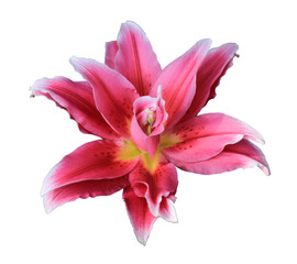 Naklejka na ściany i meble Pink lily flower isolated on white background with clipping path