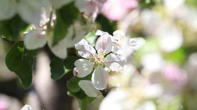 Apfelblüten im Wind / Apfelblüte / Apfelbaum
