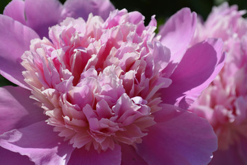 pink peonies
