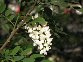 Fleurs de robinier ou faux-acacia