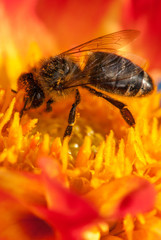 bee on the orange flower with copyspace