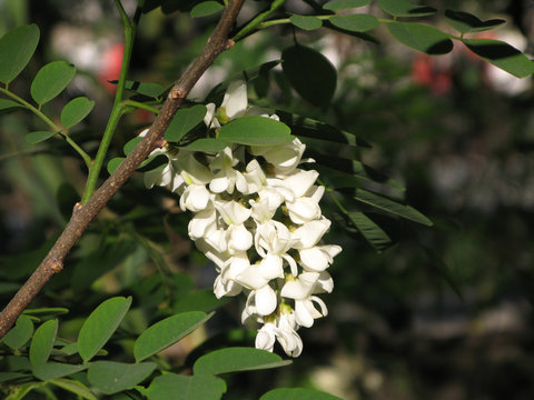 Fleurs de robinier ou faux-acacia