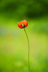 scarlet lone poppy center of the frame on a long stalk rot with one petal on a green natural background in spring day. art photo
