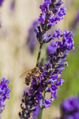 Blooming lavender on a field.
