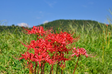 彼岸花　秋の田圃　京都
