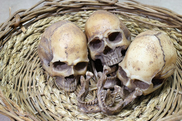 Still life photography with human skulls group