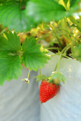 Ripe strawberry for harvest.