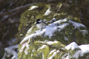 Chickadee on a Cedar