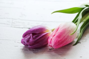 Two Tulips on bright background with copy space