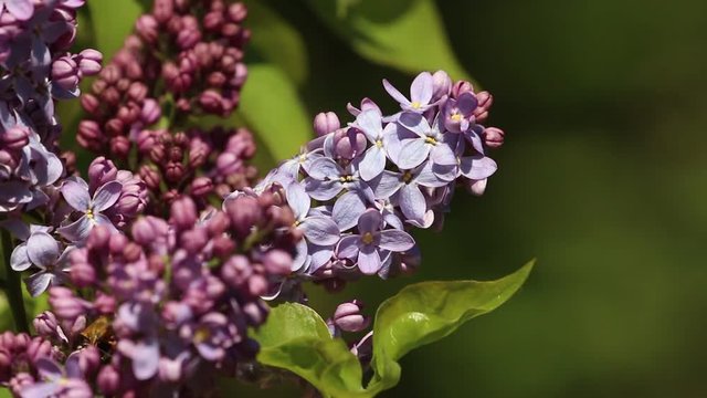 Bl&uuml;hender Flieder im Wind / Syringa / flowering lilac