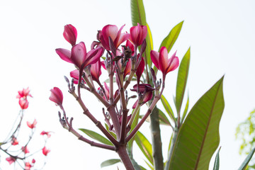 Pink plumeria on the plumeria tree, frangipani tropical flowers.