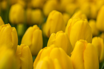 Obrazy na Szkle  Piękne gigantyczne tulipany w ogrodzie, Selektywne skupienie