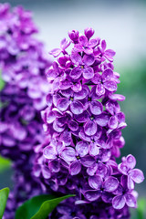 Branch of lilac flowers
