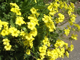 カタバミ　黄色い花