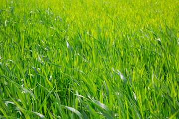 Spring grass in the wind, green background
