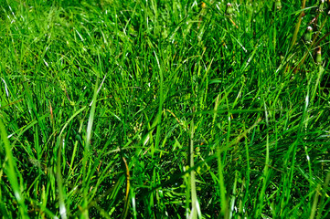 Trawa z kroplami porannej rosy