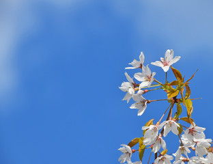 White cherry blossom over blue sky