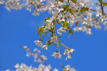White cherry blossom over clear blue sky