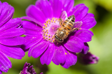 Bee collecting nectar from flower and insect pollinator in the nature