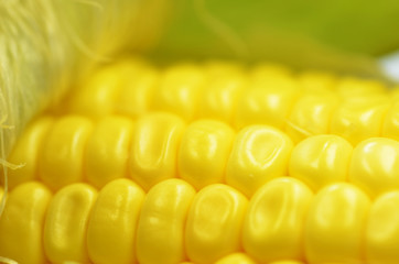 Detail shot of fresh corn on cob