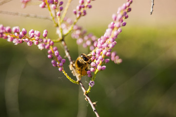 Wallpaper macro Bee Work on Pink Flower Blur Background