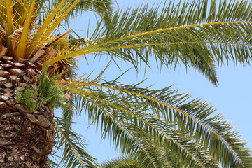 Obraz premium Palm tree leaves and bright blue sky, close-up.