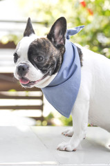 absent-minded French bulldog