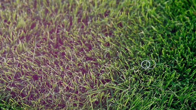 HD footage. Rings for bride and groom in grass. HD.