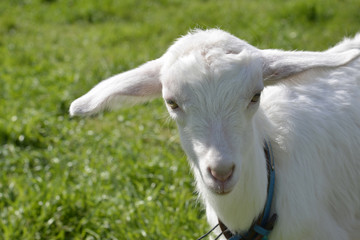 Obraz premium 子やぎ