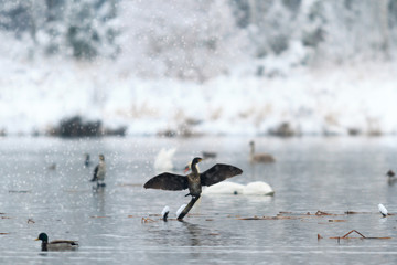 Fototapeta premium bird