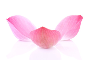 Fototapeta na wymiar Closeup on lotus petal on white background