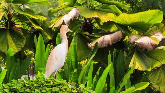 White Cattle Egret Orange Head Walks on Stone Border in Park