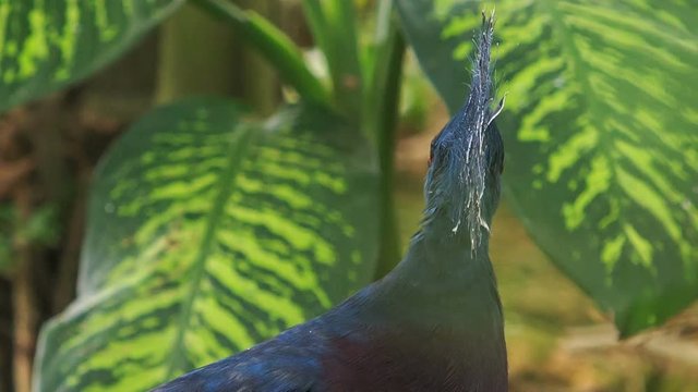 Closeup Blue Dove Head with Fluffy Crest against Plant