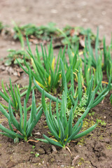 Obraz premium onions growing in the garden