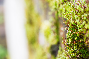 moss growing on a brick wall