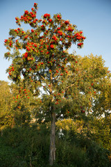 Ripe mountain ash branches on blue sky background