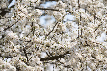 flowers