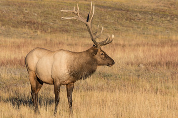 Naklejka na ściany i meble Bull Elk in Meadow