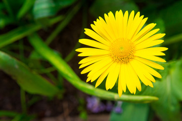 Beautiful yellow flower, Yellow flower in the garden
