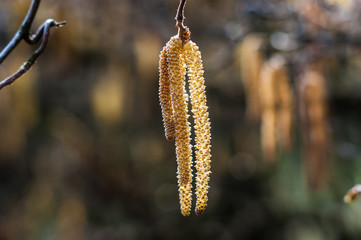 Betula pendula Youngii. Decorative birch Joungii 