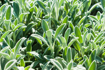 Stachys affinis, commonly called crosne, Chinese artichoke, Japanese artichoke, knotroot, and artichoke betony
