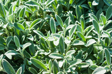 Stachys affinis, commonly called crosne, Chinese artichoke, Japanese artichoke, knotroot, and artichoke betony