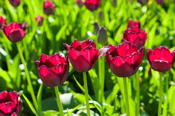 Beautiful red tulips in the garden.