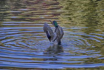 Latać chcę_1 © wienku88