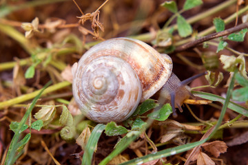 Snail in the garden