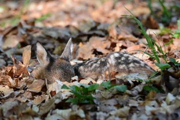 Rehkitz liegt versteckt im Laub