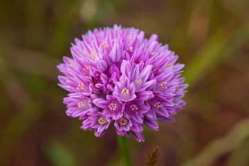 Allium flower  blooming