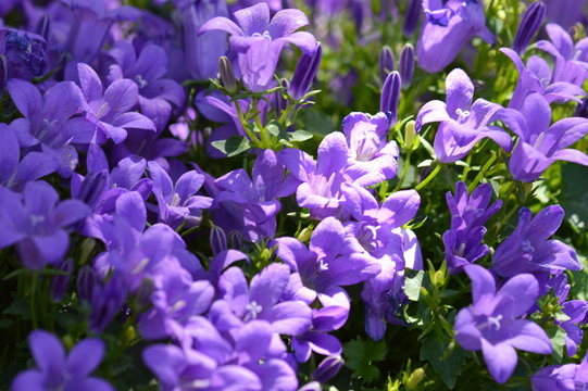campanule
